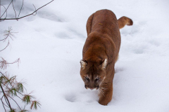 cougar