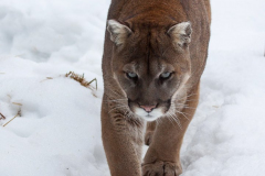 cougar2
