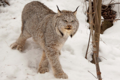 lynx