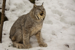 lynx2