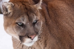 cougar-close-up