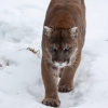 cougar2