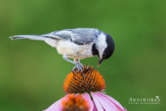 Chickadee - Black-capped Chickadee 01 Chickadee - Black-capped Chickadee 01