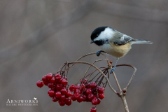 Chickadee - Black-capped Chickadee 03 Chickadee - Black-capped Chickadee 03