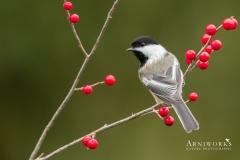 Chickadee - Black-capped Chickadee 04 Chickadee - Black-capped Chickadee 04