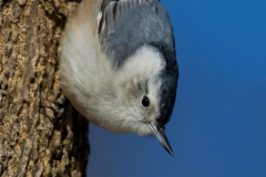 Nuthatches - White-breasted Nuthatch 01