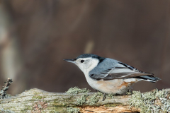Nuthatches - White-breasted Nuthatch 03