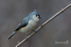 Titmice - Tufted Titmouse 02