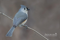 Titmice - Tufted Titmouse 01