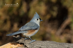 Titmice - Tufted Titmouse 03