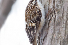 Brown Creeper 01 Brown Creeper 01