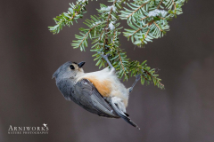Titmice - Tufted Titmouse 04