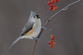 Titmice - Tufted Titmouse 05 Titmice - Tufted Titmouse 05