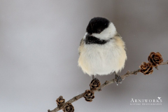 Chickadee - Black-capped Chickadee 05 Chickadee - Black-capped Chickadee 05