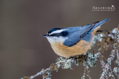 Nuthatches - Red-Breasted Nuthatch 02