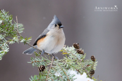 Titmice - Tufted Titmouse 05