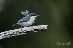 Nuthatches - Pygmy Nuthatch 01