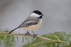 Chickadee - Black-capped Chickadee 07 Chickadee - Black-capped Chickadee 07