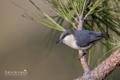 Nuthatches - Pygmy Nuthatch 02