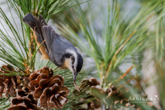 Nuthatches - Red-Breasted Nuthatch 02