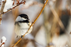 Chickadee - Black-capped Chickadee 08 Chickadee - Black-capped Chickadee 08