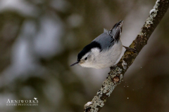Nuthatches - White-breasted Nuthatch 06