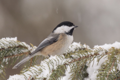 Chickadee - Black-capped Chickadee 09 Chickadee - Black-capped Chickadee 09