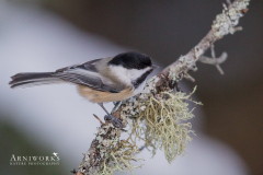 Chickadee - Black-capped Chickadee 11 Chickadee - Black-capped Chickadee 11