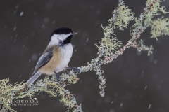 Chickadee - Black-capped Chickadee 12 Chickadee - Black-capped Chickadee 12