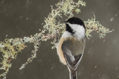 Chickadee - Black-capped Chickadee 13 Chickadee - Black-capped Chickadee 13
