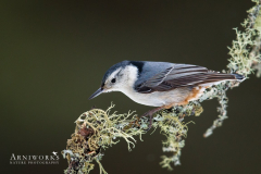 Nuthatches - White-breasted Nuthatch 08