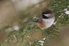 Chickadee - Boreal Chickadee 05 Chickadee - Boreal Chickadee 05