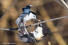 Nuthatches - White-breasted Nuthatch 07