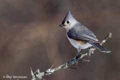 Titmice - Tufted Titmouse 09