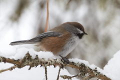 Chickadee - Boreal Chickadee 02 Chickadee - Boreal Chickadee 02