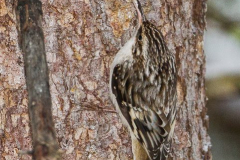 Brown Creeper 02 Brown Creeper 02