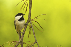Chickadee - Carolina Chickadee 01