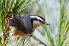 Nuthatches - Red-Breasted Nuthatch 05