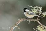 Chickadee - Black-capped Chickadee 02