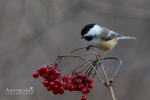Chickadee - Black-capped Chickadee 03