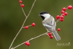 Chickadee - Black-capped Chickadee 04