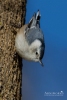 Nuthatches - White-breasted Nuthatch 01