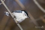 Nuthatches - White-breasted Nuthatch 02