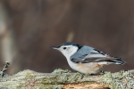 Nuthatches - White-breasted Nuthatch 03