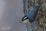 Nuthatches - Red-Breasted Nuthatch 01
