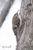 Brown Creeper 01