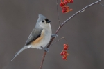 Titmice - Tufted Titmouse 05