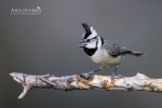 Titmice - Bridled Titmouse 01