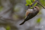 Chickadee - Boreal Chickadee 01