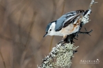 Nuthatches - White-breasted Nuthatch 04